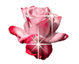 rose Pictures, Images and Photos