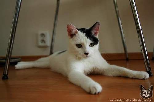 kitler4319.jpg