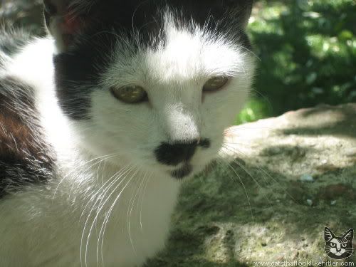 kitler4677.jpg