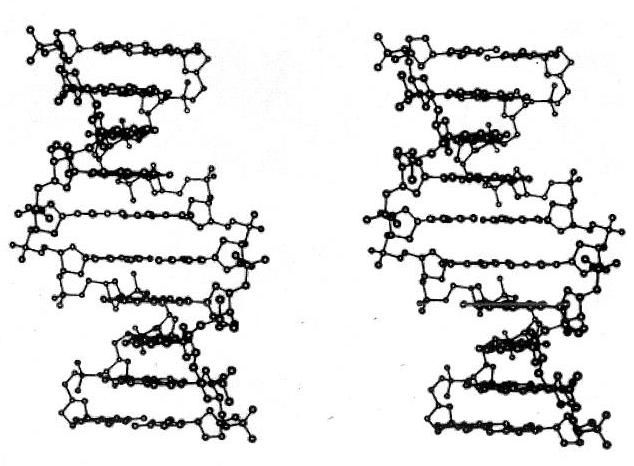 3d_dna photo dna_3d_zpsd859e134.jpg