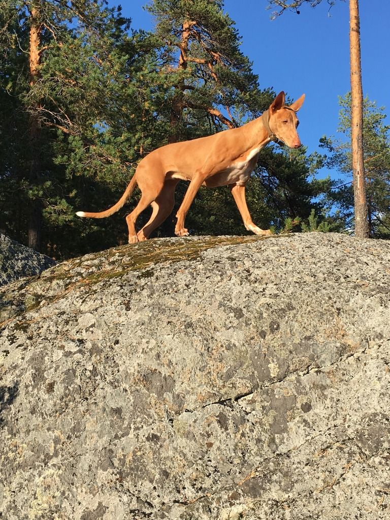 Kuva