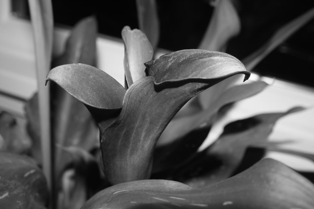 flower Pictures, Images and Photos