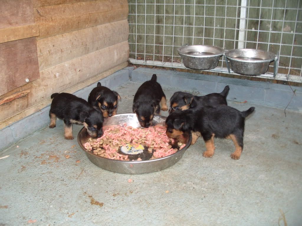 pups001.jpg