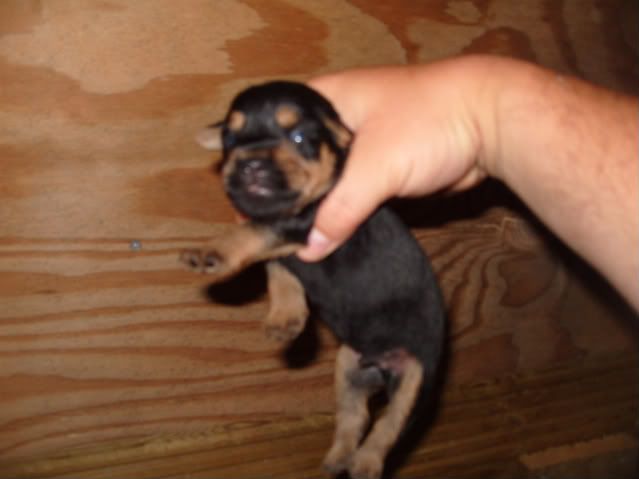 pups026.jpg