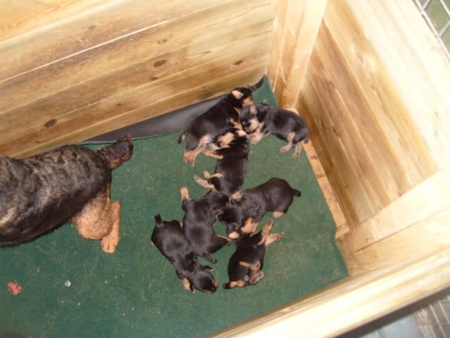 pups027.jpg