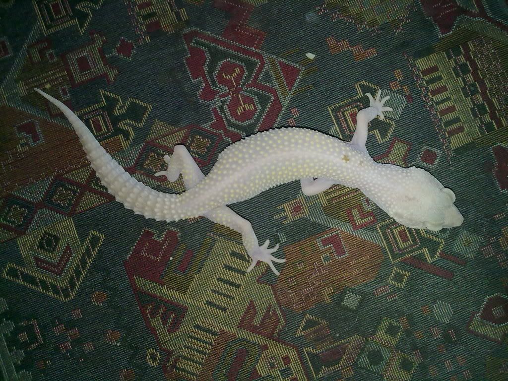 Underweight Leopard Gecko Advice Please! Reptile Forums