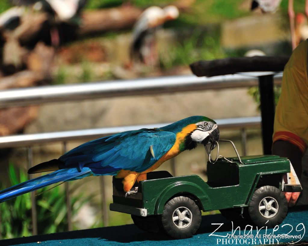 burung,Bird,KL Bird Park,Kuala Lumpur,Colourful