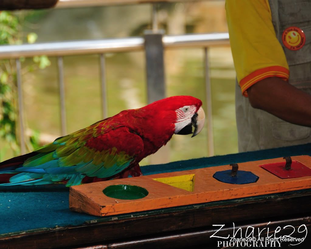 burung,Bird,KL Bird Park,Kuala Lumpur,Colourful