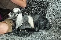 Anyone have a full sized Nubian in this color/pattern - Goats