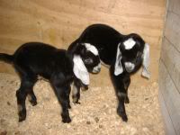Kids!!!!! - Goats