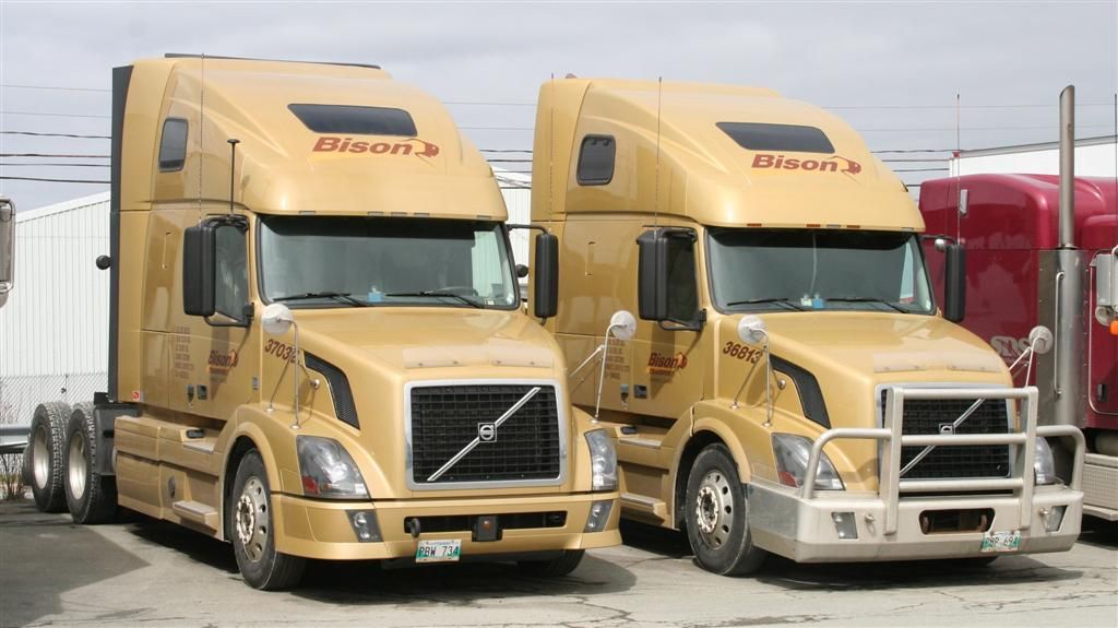 IMG_2280pairofBisonsLarge_zpsb505a9d2.jp