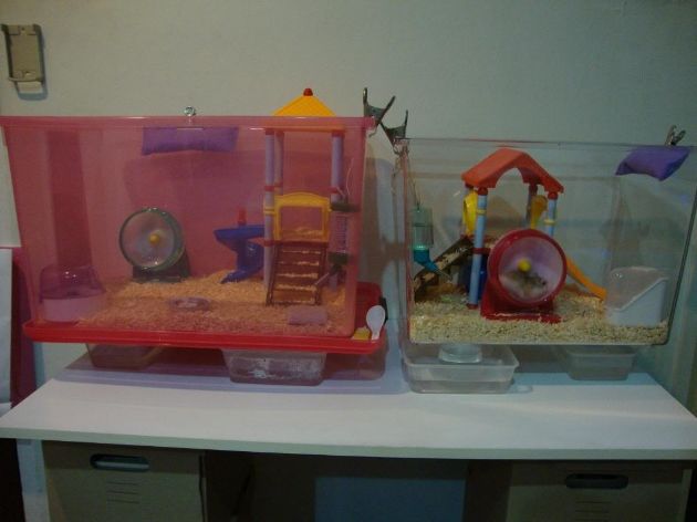 Example of how to customize your own hamster cage