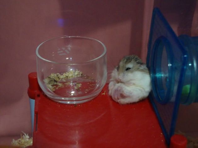 No proper house for your hamster? Get them here!