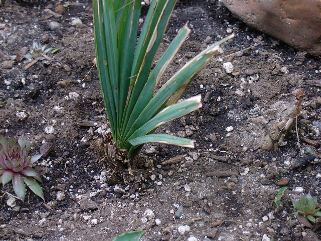DSC00003-6.jpg