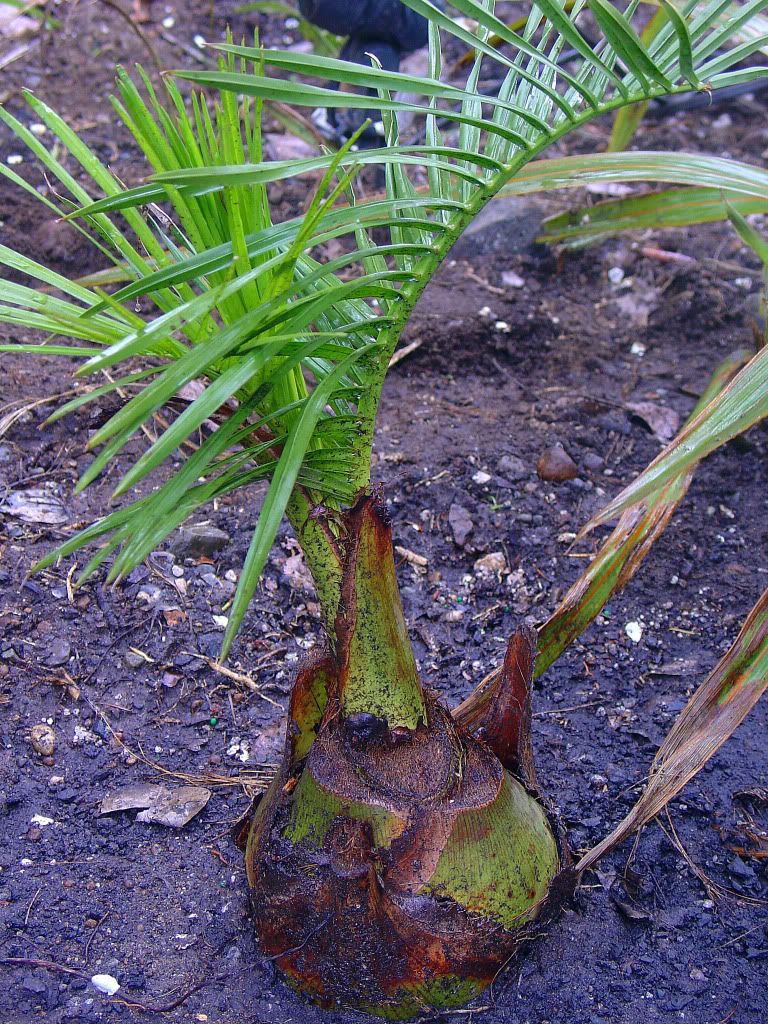 DSC00009-1.jpg